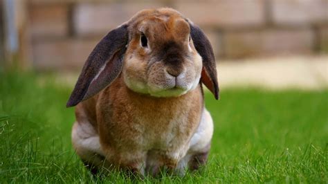 cute rabbit pictures wallpaperscom