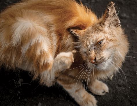 Managing Sarcoptes Infestation In Dogs Todays Veterinary Nurse