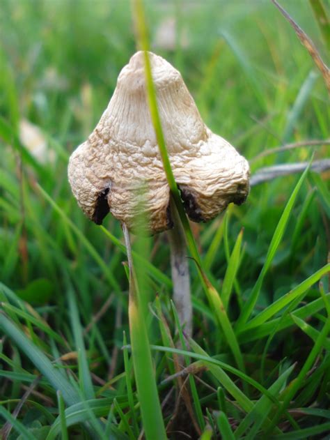 Shroomery - Psilocybe semilanceata