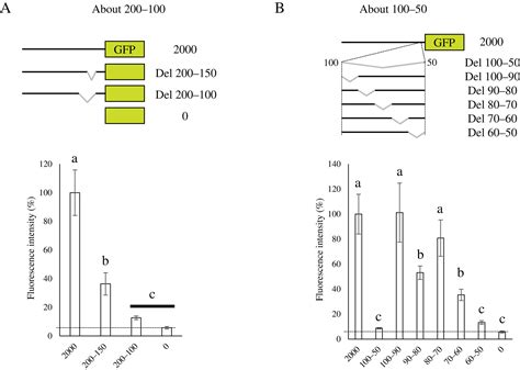 Cis‐regulatory Elements Of The Cholinergic Gene Locus In The Silkworm Bombyx Mori Banzai