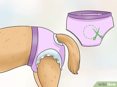 how to keep dog diapers on