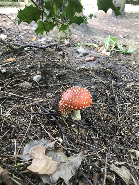 Spotted this tiny pair in Virginia Water (UK) and made my day ! : r