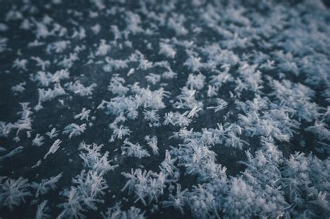 Premium Photo Full Frame Shot Of Snow Covered Trees