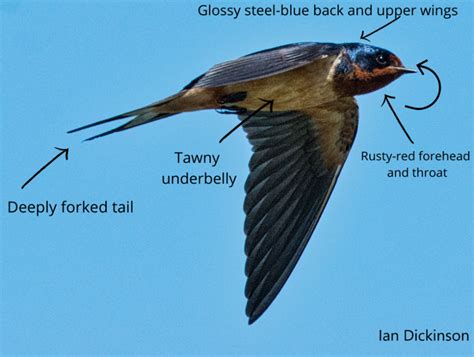 Species at Risk Profile – Barn Swallow - South Shore Joint Initiative