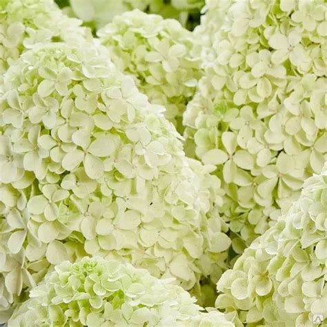 Гортензия метельчатая Пандалус купить в Санкт-Петербурге лисий нос ...