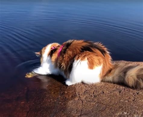 Fluffy Maine Coon cat courageously swims toward owner