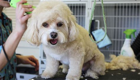 grooming beaufort dog
