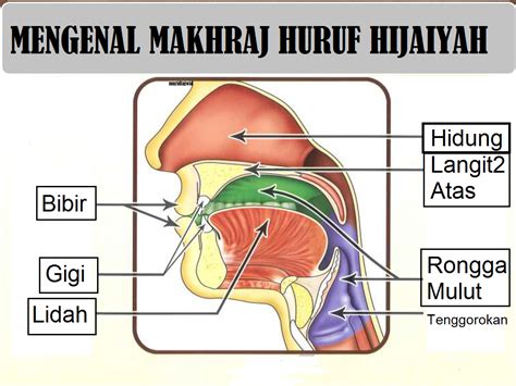 Detail Gambar Mulut Makhroj Huruf Hijaiyah Koleksi Nomer 6