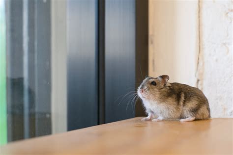 Cuanto Vive Un Hamster Ruso Arsveterinaria