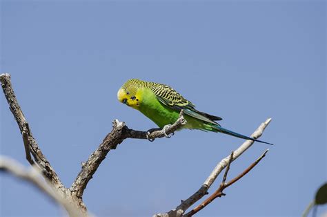 Budgie Bird Perched Green - Free photo on Pixabay - Pixabay