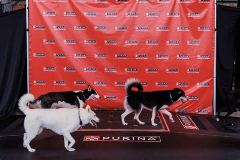 Unleashing the Excitement: A Closer Look at the AKC Dog Show Circuit