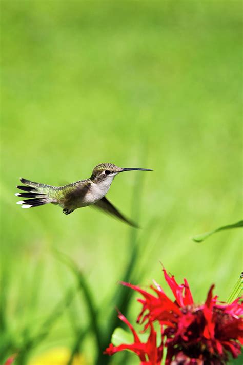 Hummingbird Hovering Over Flowers Photograph by Christina Rollo | Fine Art America