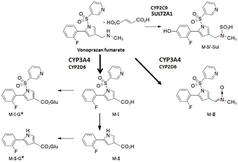 Metabolic Disposition Pathways Of Vonoprazan The Major Route Of