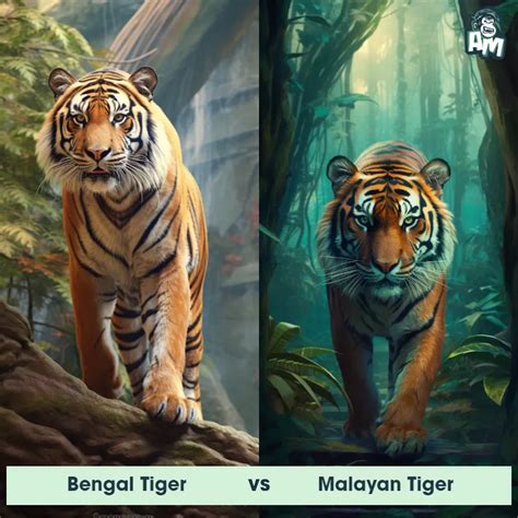 Malayan Tiger: Predator-Prey Interactions, Fights, and Aggressive Behaviors | Animal Matchup