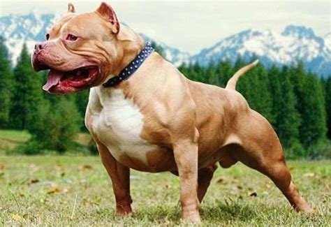 Giới Thiệu Về Chó Pitbull Và 6 Cách Chăm Sóc Hiệu Quả