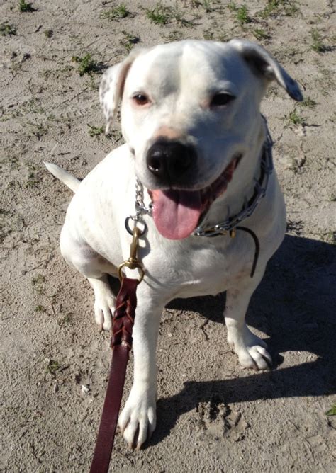 Chance, American Bulldog, Sarasota, FL doing a field trip to the dog park.