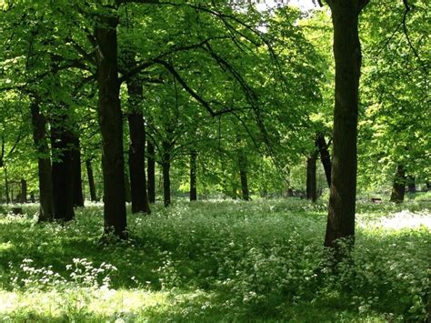 haagse bos  hague  woods   king lives