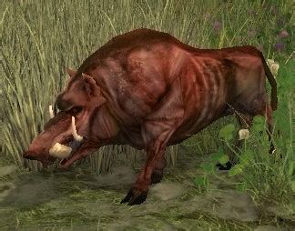 Wild Vale Boar Lotro Wiki