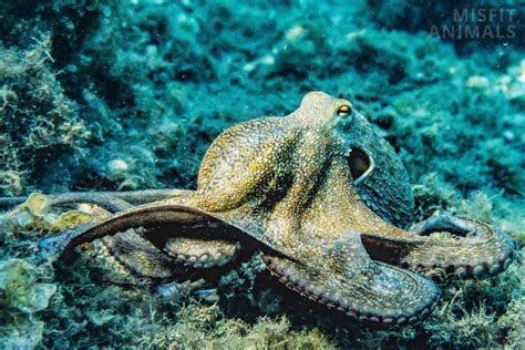 How Many Brains Does An Octopus Have? (And Why 9?)