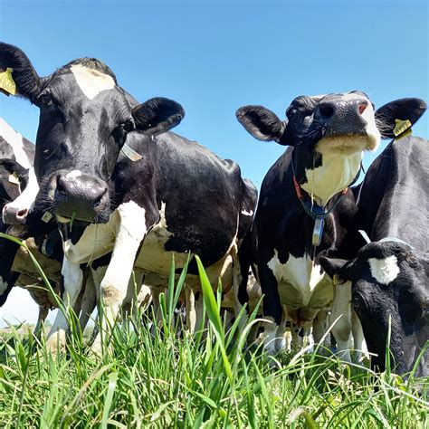 Bij Boergondisch Zorg Boergondisch Boerderijwinkel Onderdijk