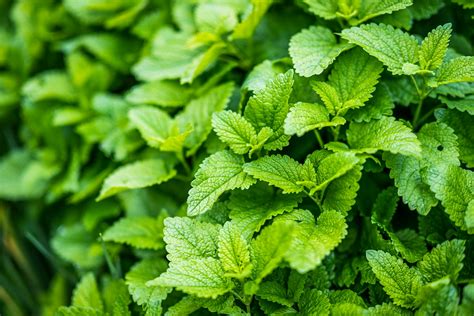 8 Best Medicinal Herbs To Grow For A Healthier Lifestyle