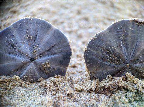 Sand Dollar On The Beach 10197076 Stock Photo At Vecteezy