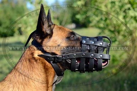 date stylish leather padded belgian malinois muzzle belgian malinois breed dog