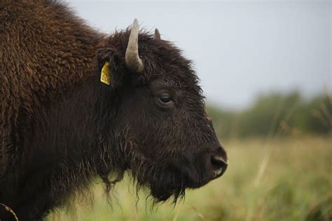 El búfalo busca un lugar entre las carnes - WSJ
