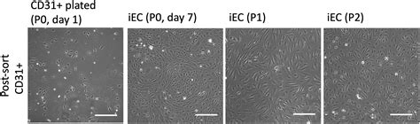 Cell Press Star Protocols