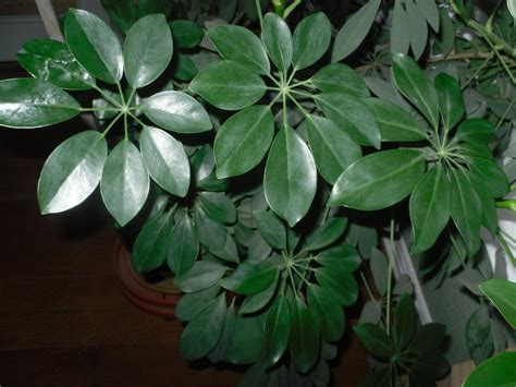 Pictures Of Large Leaf House Plants House Design Ideas