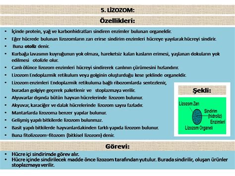 Lizozom Organeli Yap S Zellikleri Ve G Revleri Yeni Biyoloji