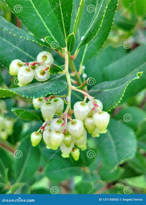 Flowers Of The Evergreen Candytuft. Iberis Sempervirens. Royalty-Free