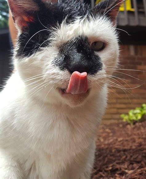 My Girlfriends One Eyed Cat Wink Ran Through A Sprinkler Last Summer