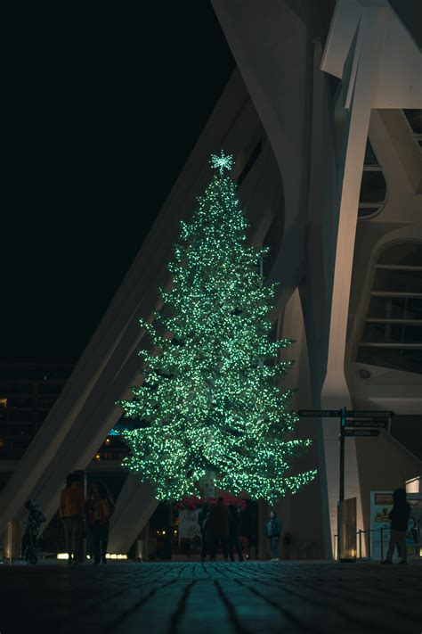 A Tree with Christmas Lights · Free Stock Photo