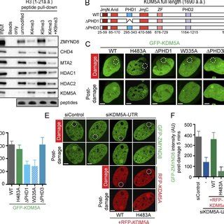 Kdm A Regulates Zmynd Nurd Damage Localization A Chromatin Binding