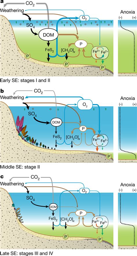 Conceptual Model Illustrating The Coevolution Of The Phosphorus Cycle