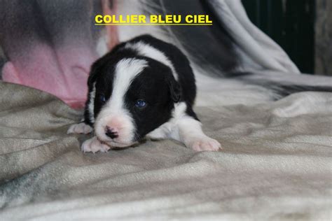 Chiot Border Collie Collier Rose Bro Glazik Tropell