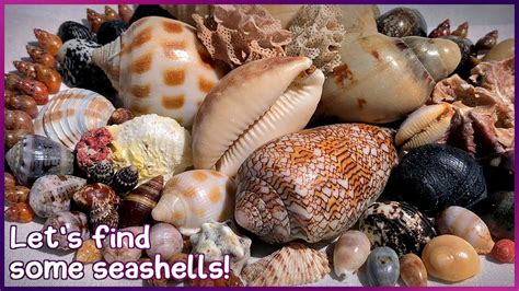 Finding Seashells At Low Tide Textile Cone In A Rock Pool Shelling