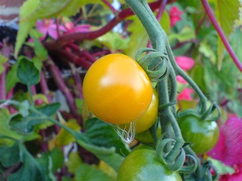 Cherry tomato Free Photo Download | FreeImages