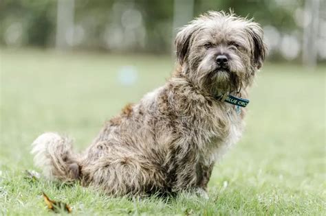 kennel cough  dogs symptoms  treatment blue cross