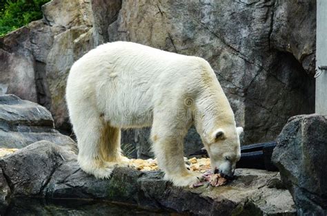 Polar bear stock photo. Image of hemisphere, head, cold - 74346730