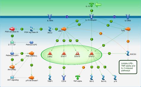 Immune Response Il Signaling Pathway Pathway Map Primepcr Life