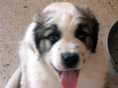 Saint Bernard / Great Pyrenees Puppies 8 weeks old for Sale in Leona ...