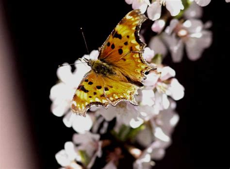 Daily Postcard Butterfly Rests Among Cherry Blossoms