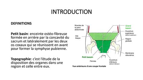 Solution Topographie Du Petit Bassin Pelvis Studypool