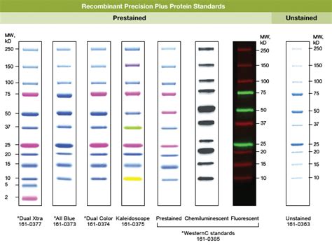 Protein Standards And Ladders Molecular Weight Markers Life Science