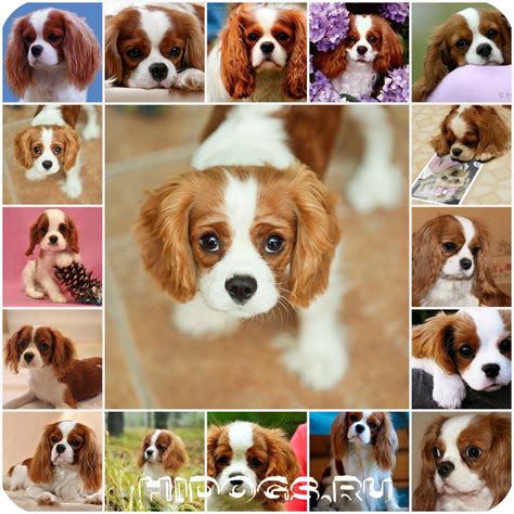 Кавалер кинг чарльз спаниель: стандарт, описание, фото, уход