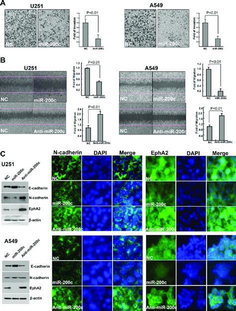 Effects Of Mir C On Invasion And Migration Potential And E Cadherin