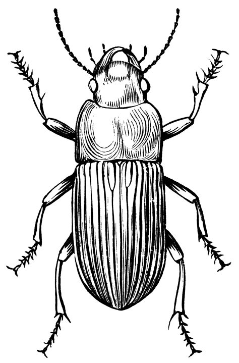 Ground Beetle | ClipArt ETC