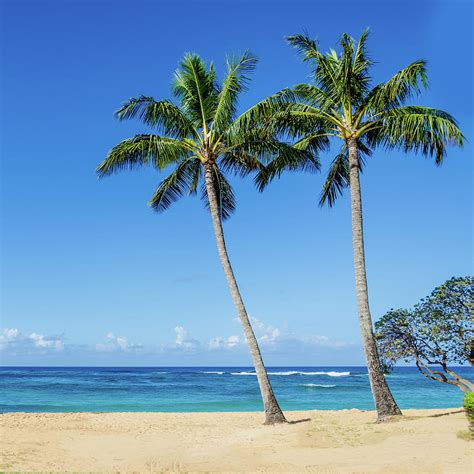 Beach Scene With Palm Tree